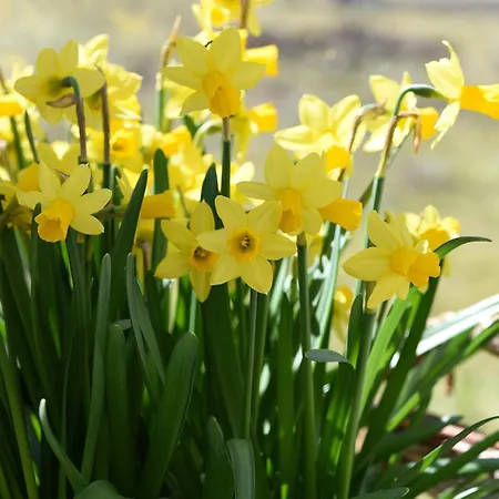 Apartament Krynica Central